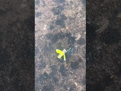 Fogos de artifício de abelha, Mandarin Toy Story CECE Certificado